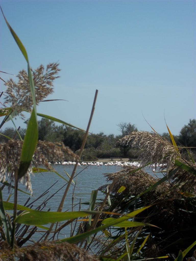 Camargue 